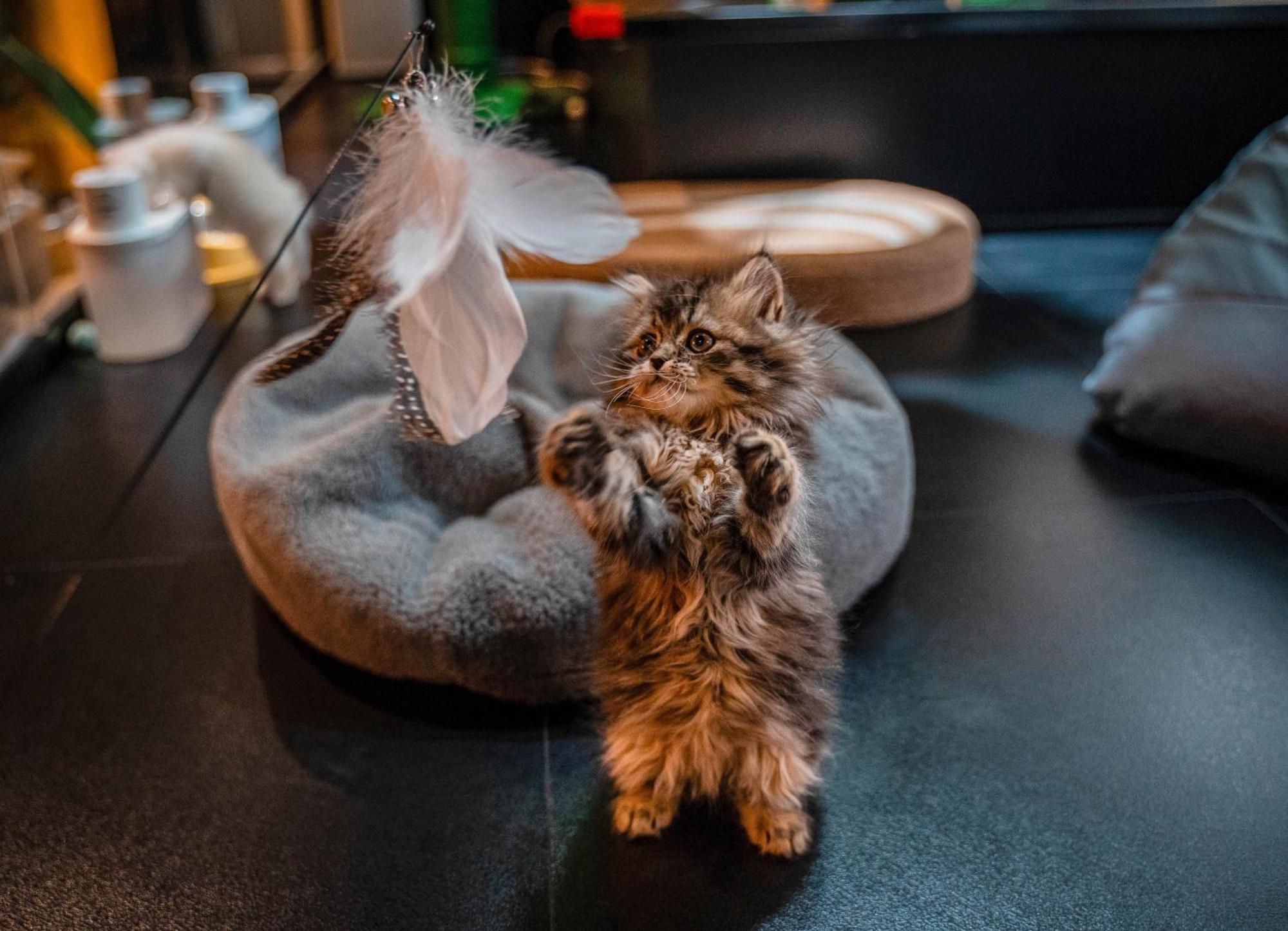 Hesu Designer Hotel & Suites -Near Xi'An Drum Tower And Yongning Gate -Free Laundry Luggage Storage -Kitty Cafe With Freshly Ground Coffee -24H Front Desk -English Service Bagian luar foto