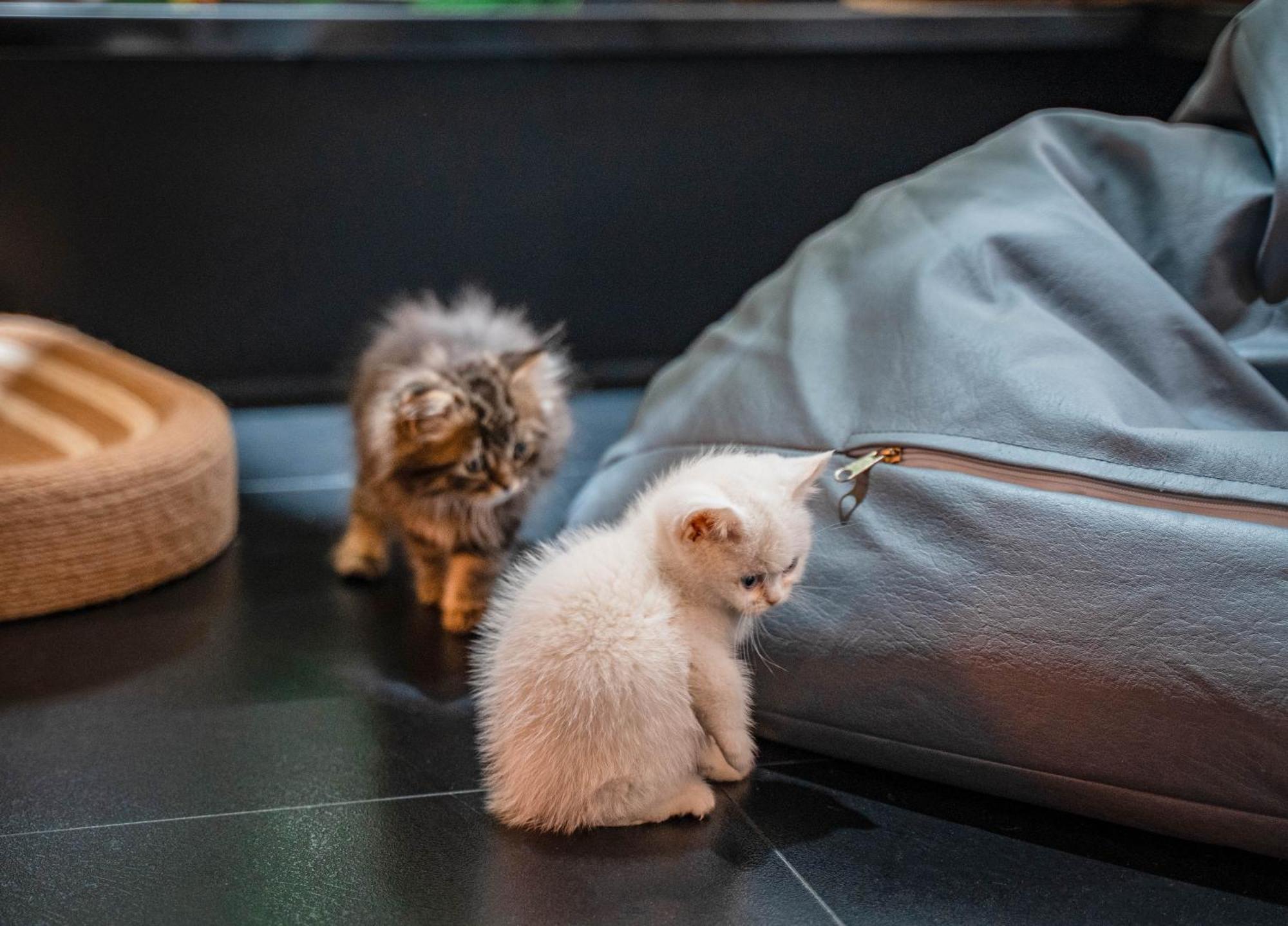 Hesu Designer Hotel & Suites -Near Xi'An Drum Tower And Yongning Gate -Free Laundry Luggage Storage -Kitty Cafe With Freshly Ground Coffee -24H Front Desk -English Service Bagian luar foto