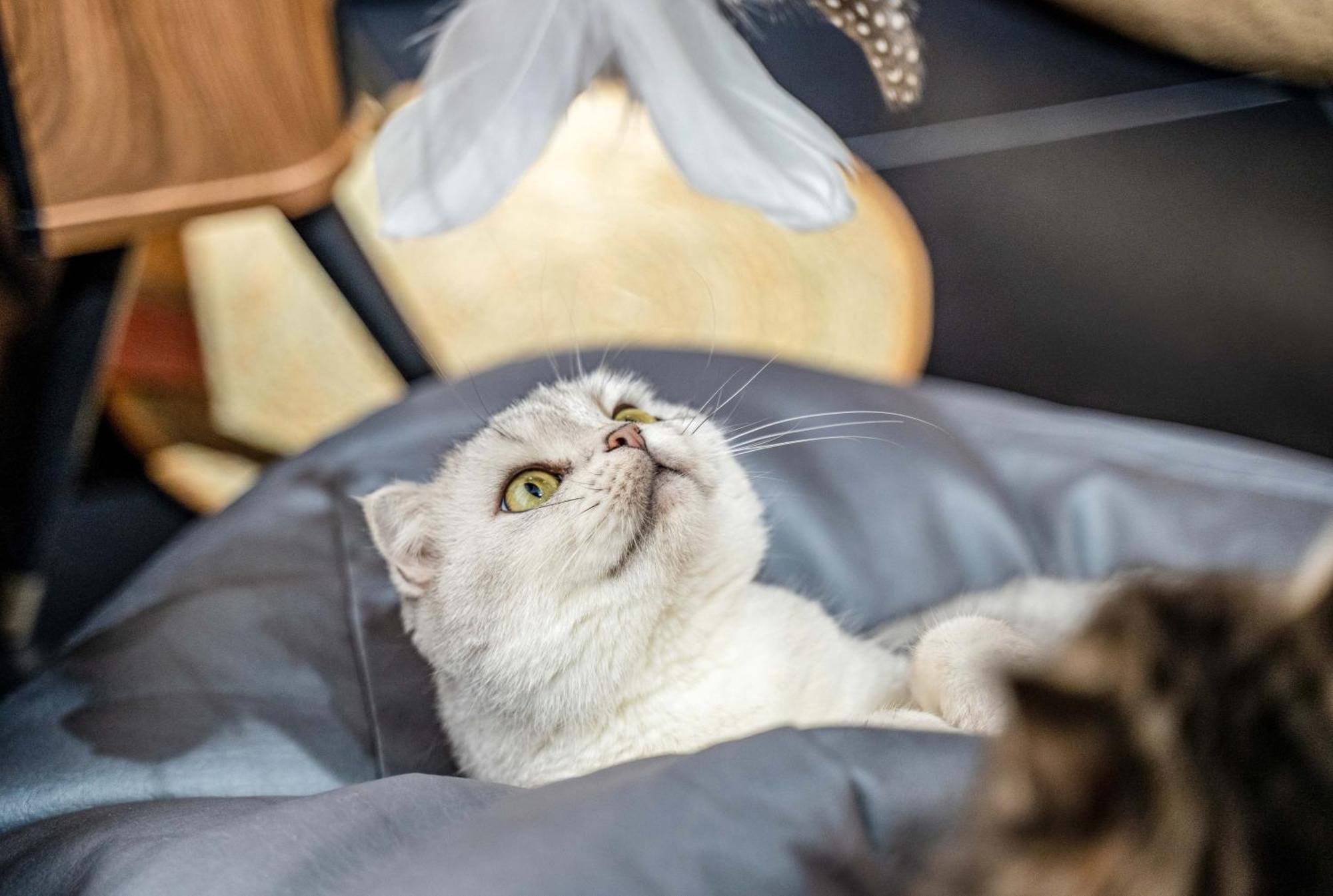 Hesu Designer Hotel & Suites -Near Xi'An Drum Tower And Yongning Gate -Free Laundry Luggage Storage -Kitty Cafe With Freshly Ground Coffee -24H Front Desk -English Service Bagian luar foto